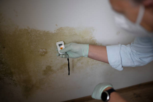 Professional Mold Removal in Fruitland, NC