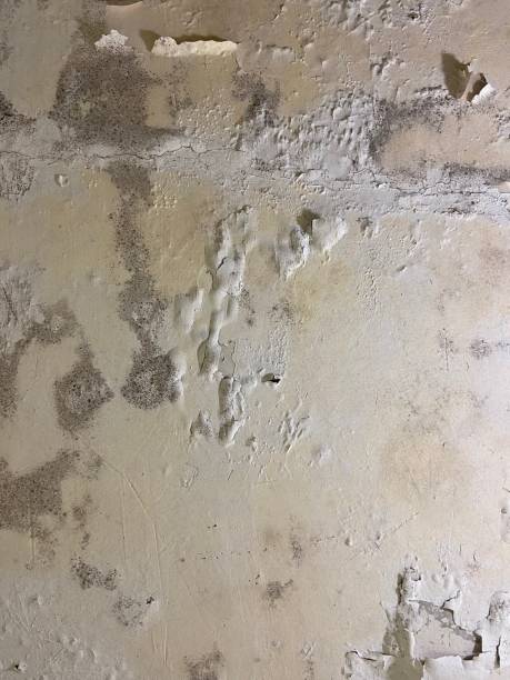 Best Mold Removal Process  in Fruitland, NC