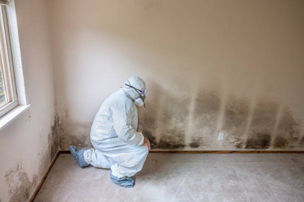 Best Toxic Mold Removal  in Fruitland, NC