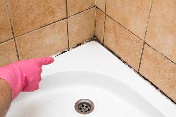 Best Commercial Mold Removal  in Fruitland, NC